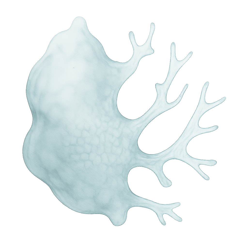 Rosmarinus officinalis